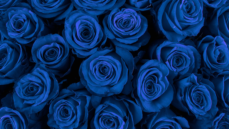 Assortment of blue roses 