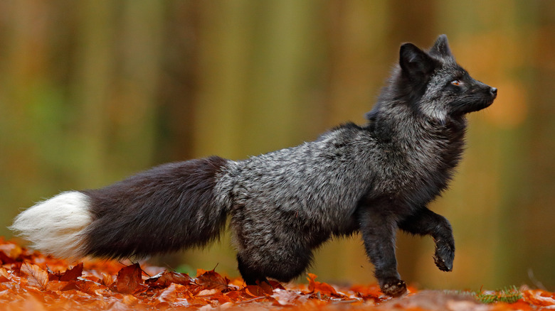 Black silver fox in leaves 