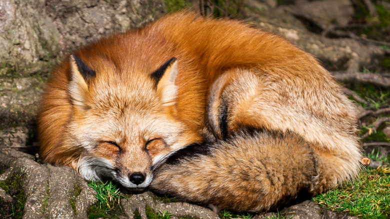 Red fox curled up sleeping 