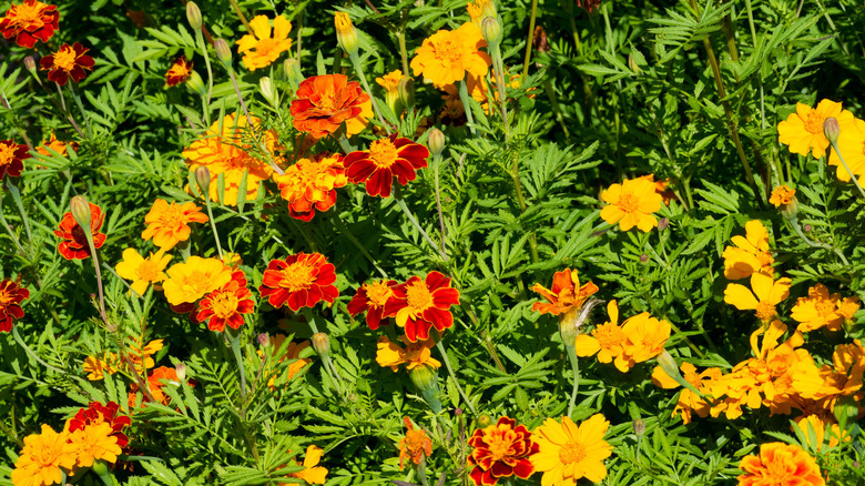 Meadow of signet marigolds 