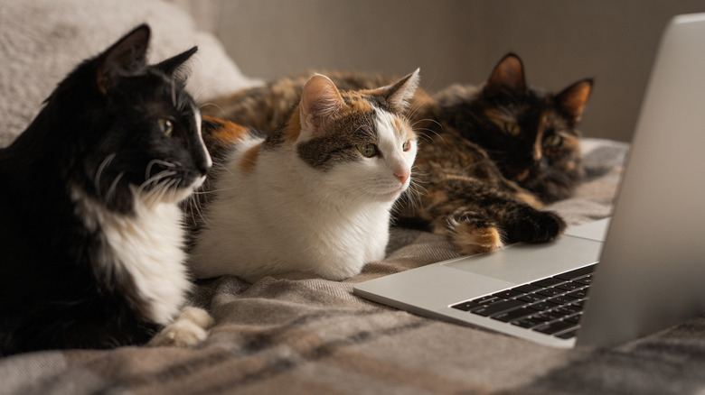 A row of three cats