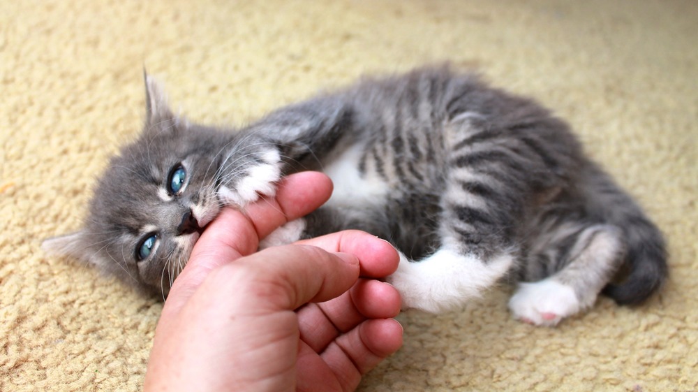 Kitten playing with hand