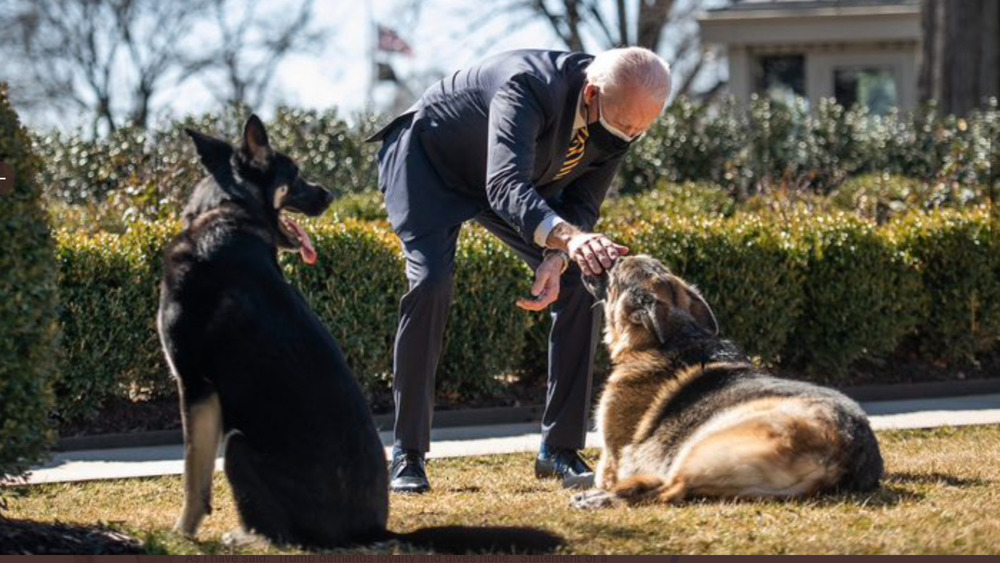 President Joe Biden with Champ and Major