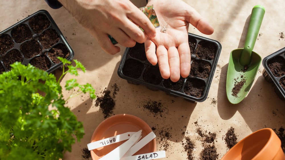 Home gardener germinating seeds