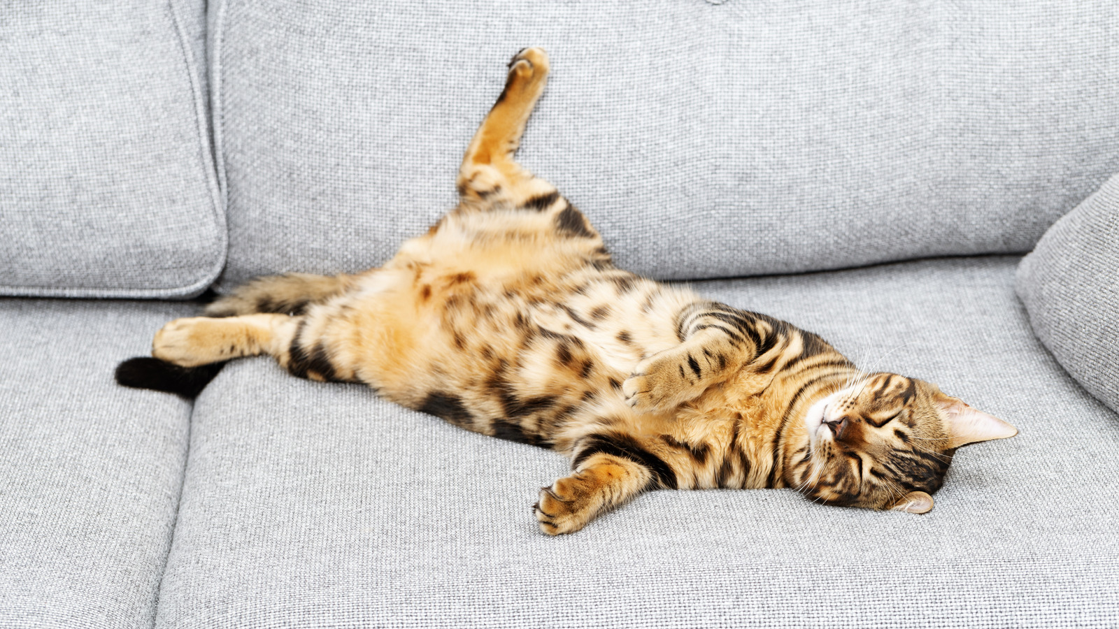 The Real Reason Why Cats Lie On Their Backs To Greet You