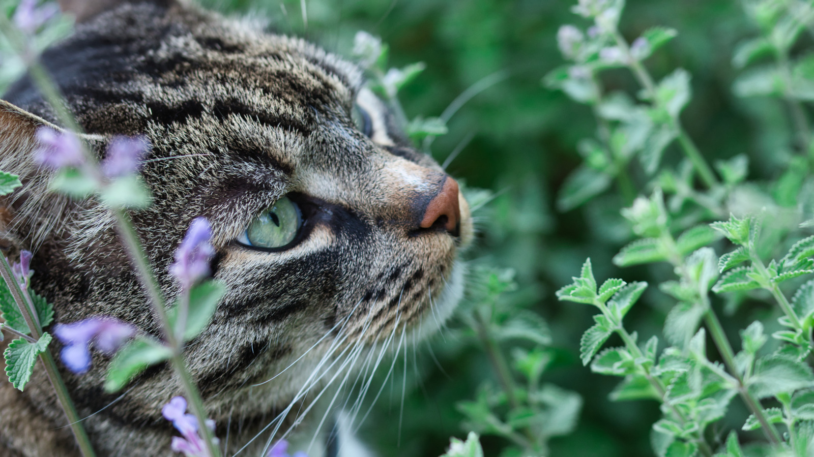 Cat cheap loves catnip