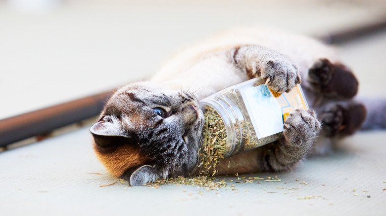 Cat holding jar of catnip 