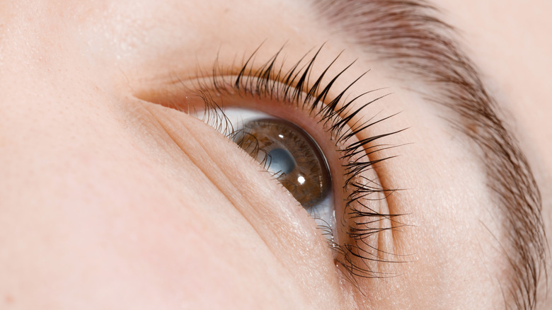 closeup of natural eyelashes