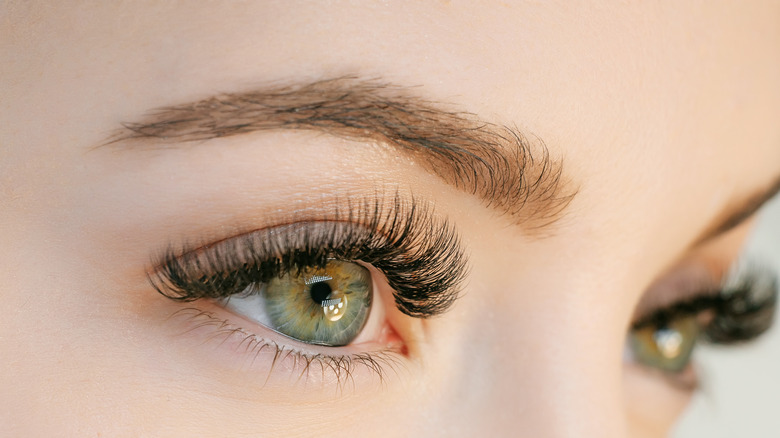 Eyelash close up 