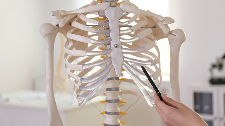 Rib cage anatomy model