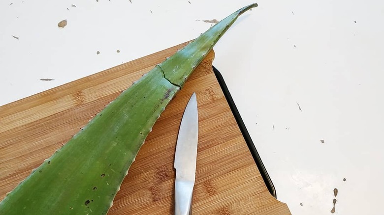 aloe vera leaf