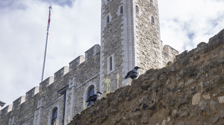 Ravens at the Tower of London 