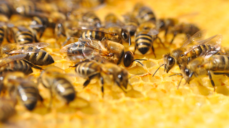 Bees in a hive