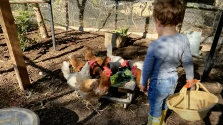 Archie with chickens 