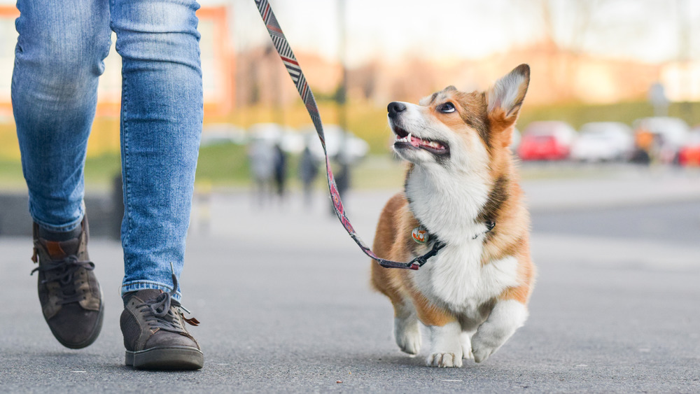 Corgi walking