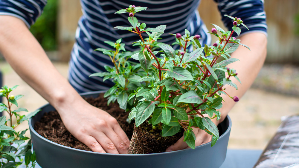 Woman replanting a houseplant