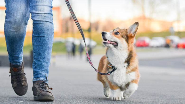 Corgi being walked by owner