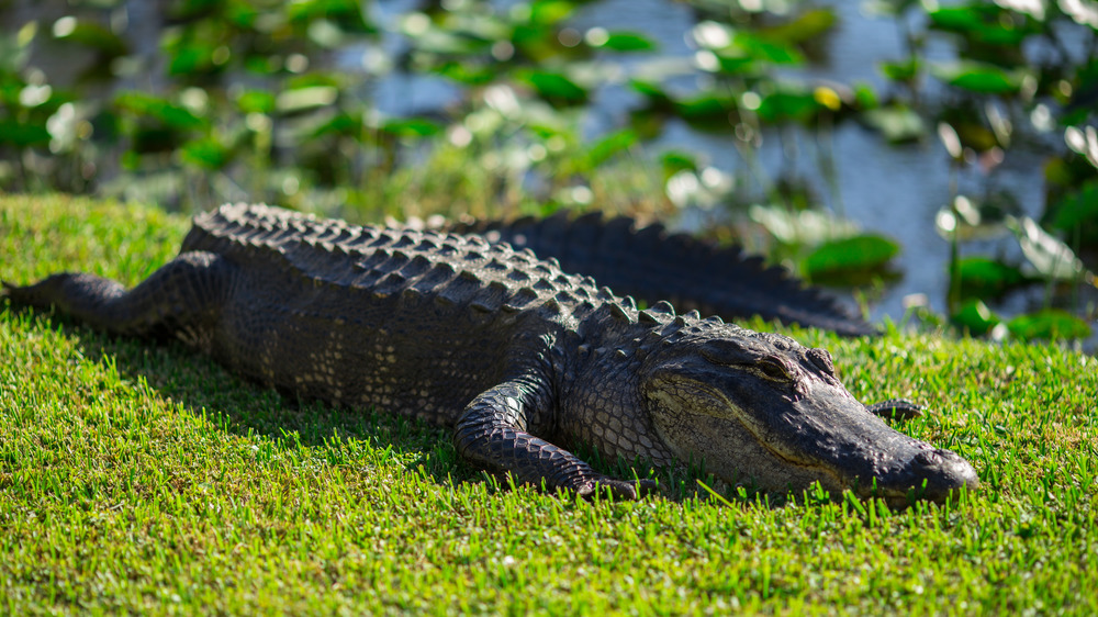 Alligator in Everglades