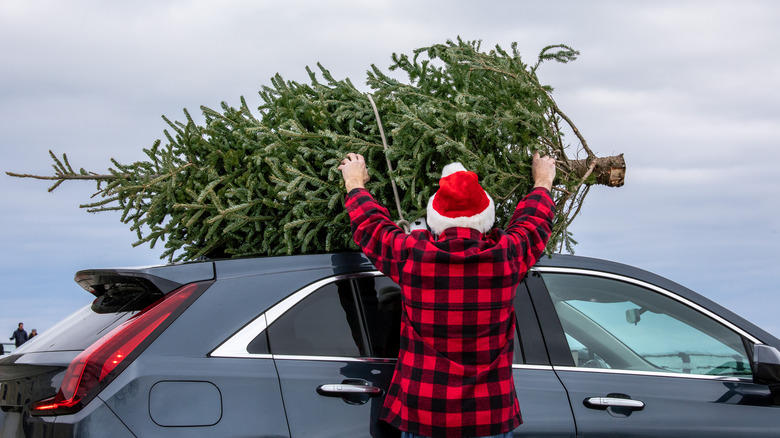 Man putting a real Christmas tree on the top of his car