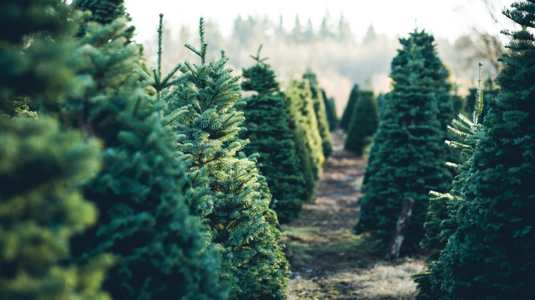 Christmas trees standing in a Christmas tree farm