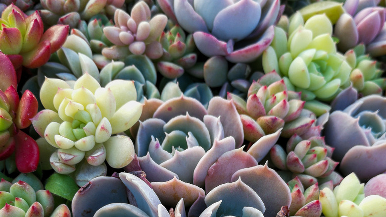 Multicolored succulents