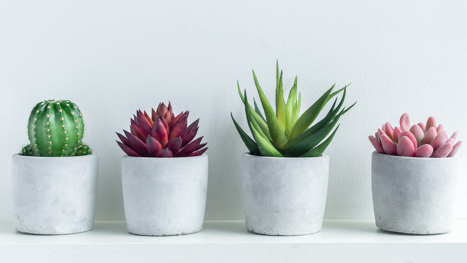 The Surprising Reason Your Succulents Are Turning Pink