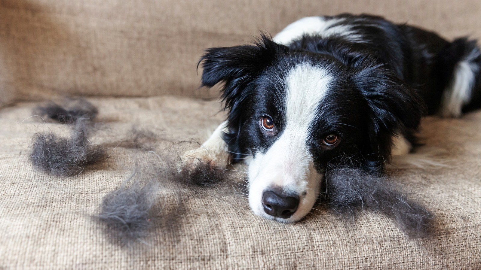 The Surprising Tool You Need To Get Rid Of Pet Hair Is Already In Your