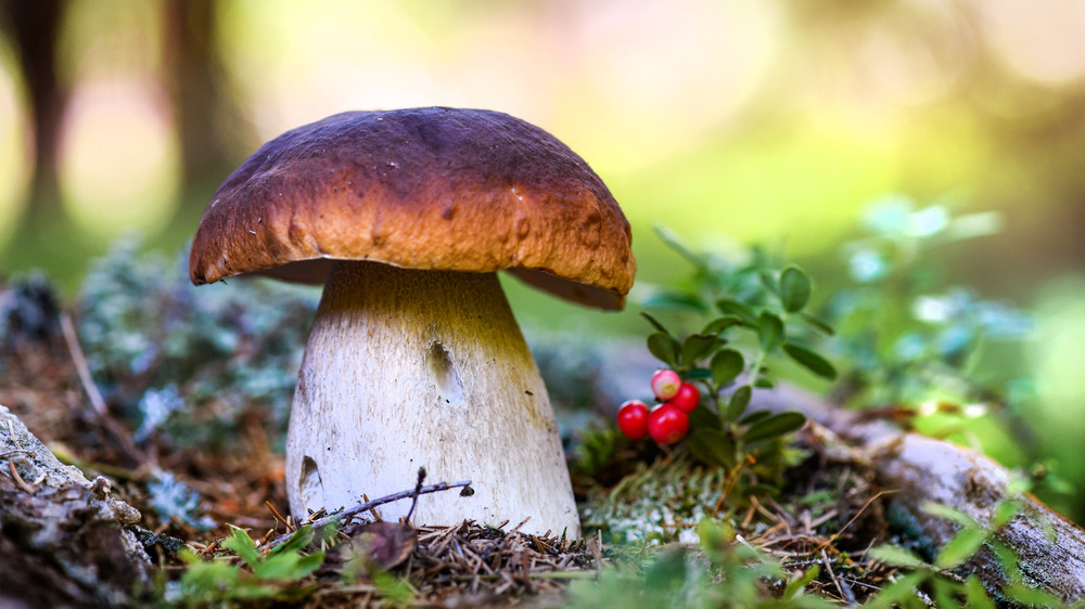 Cap mushroom with berries