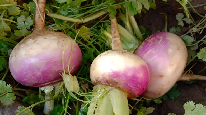 Turnips