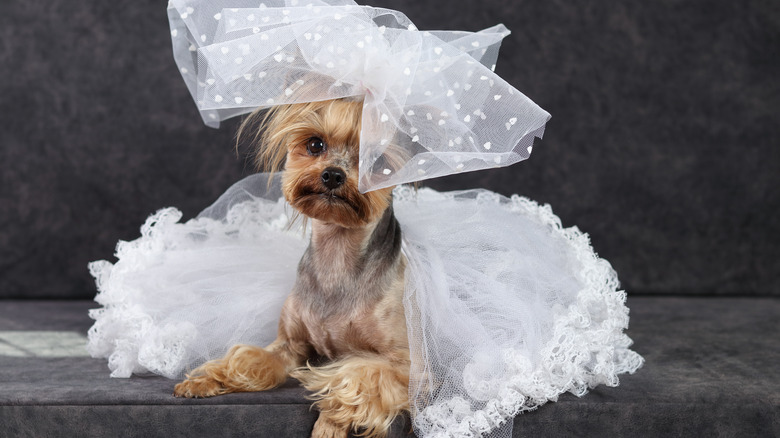 dog in wedding dress