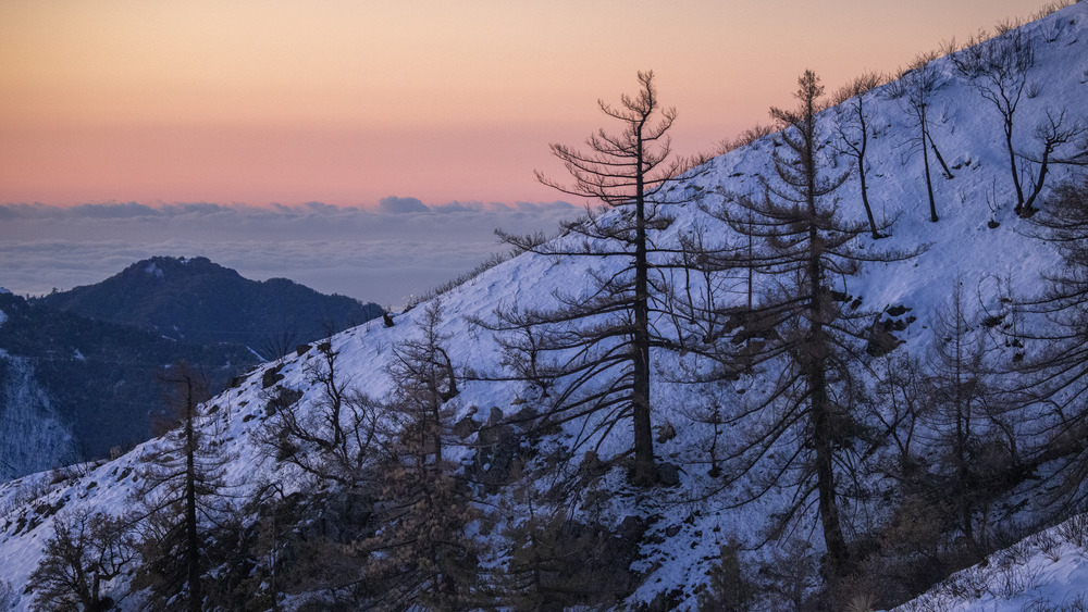 Trees in a backdrop with little snow