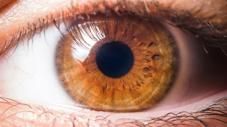 The iris of a brown eye close-up