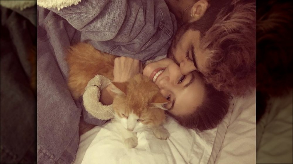 Gigi Hadid and Zayn Malik with a cat