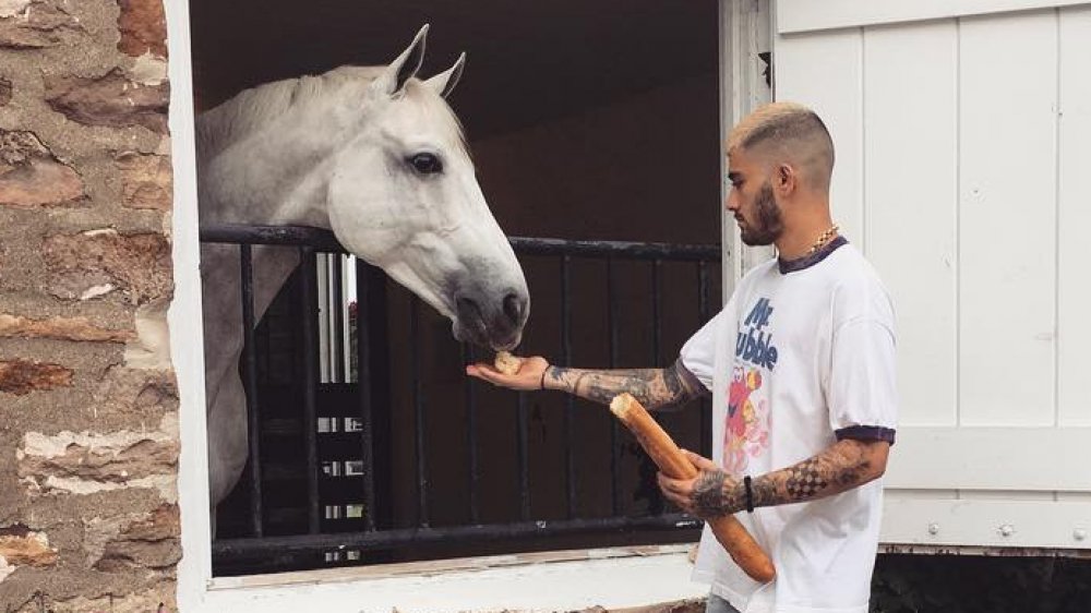 Zayn Malik feeding a horse