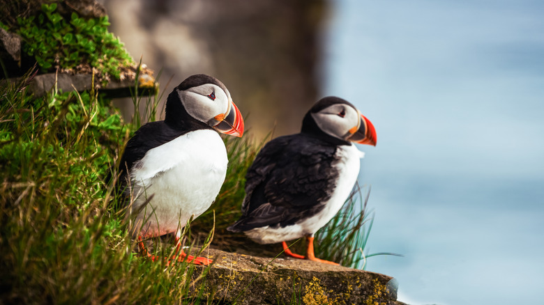 A pair of puffins nesting on a high cliff overlooking the sea