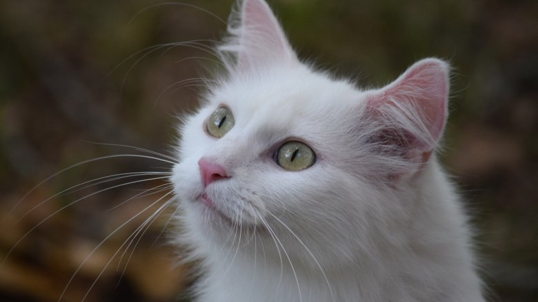 White cat with green eyes