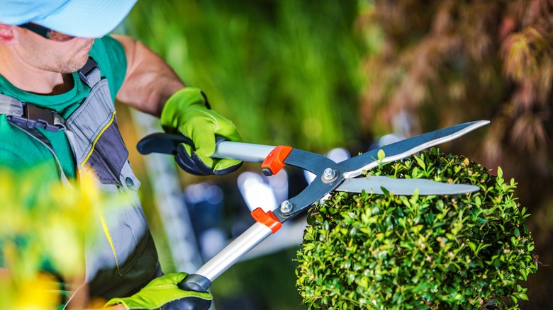 Trimming a topiary