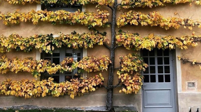 A yellow tree growing on the side of a house 