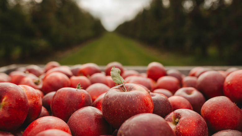 Wooden crate full of apples