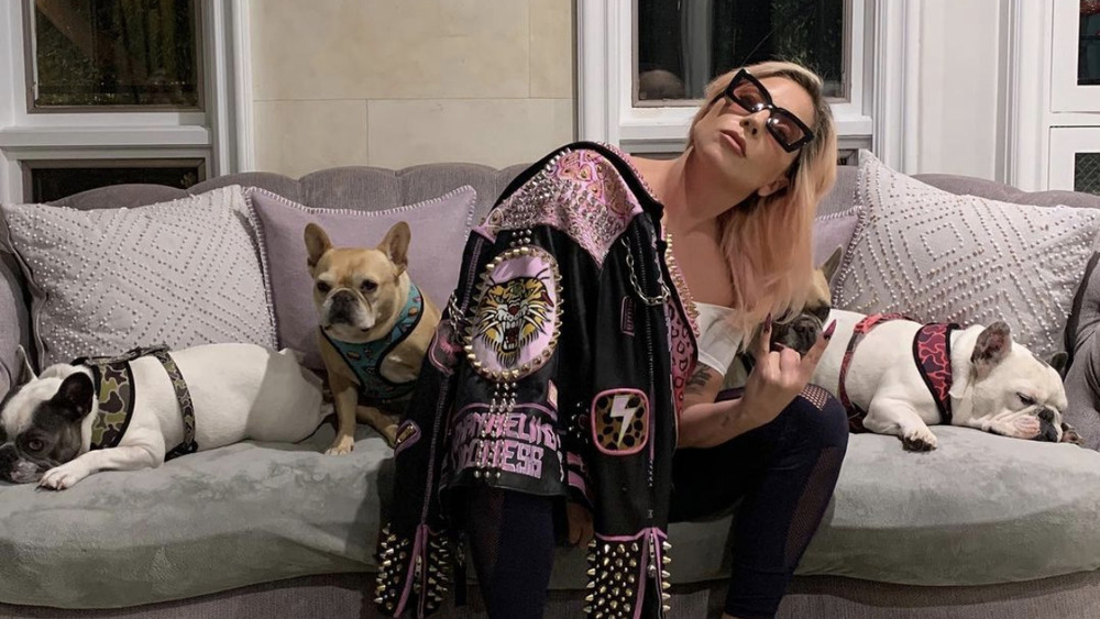 Lady Gaga and her French bulldogs