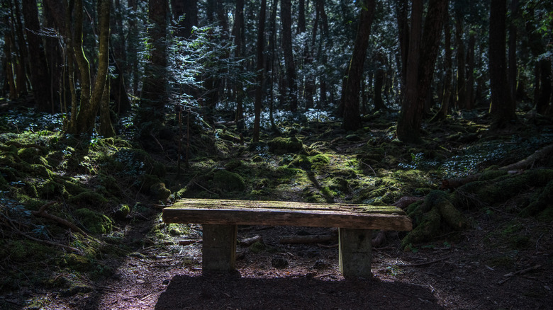 bench in Japan's suicide forest