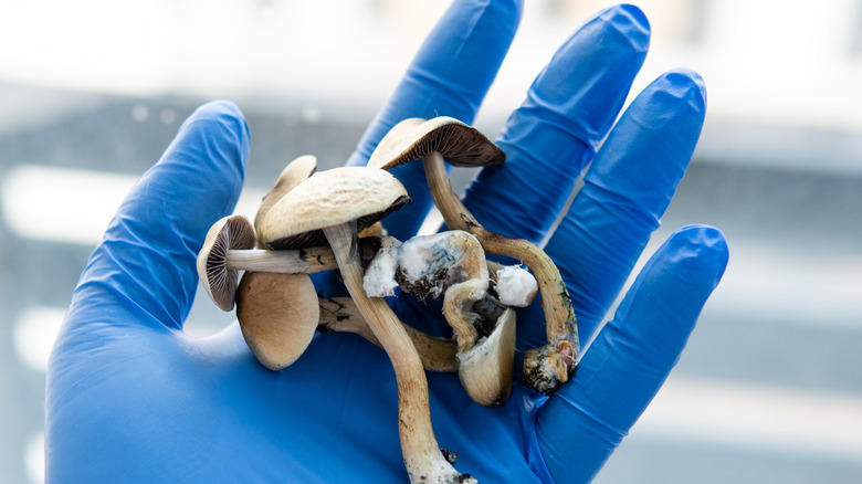 Gloved handful of psilocybin containing mushrooms