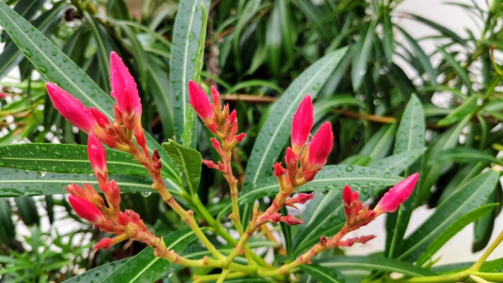 Oleander outdoor plant