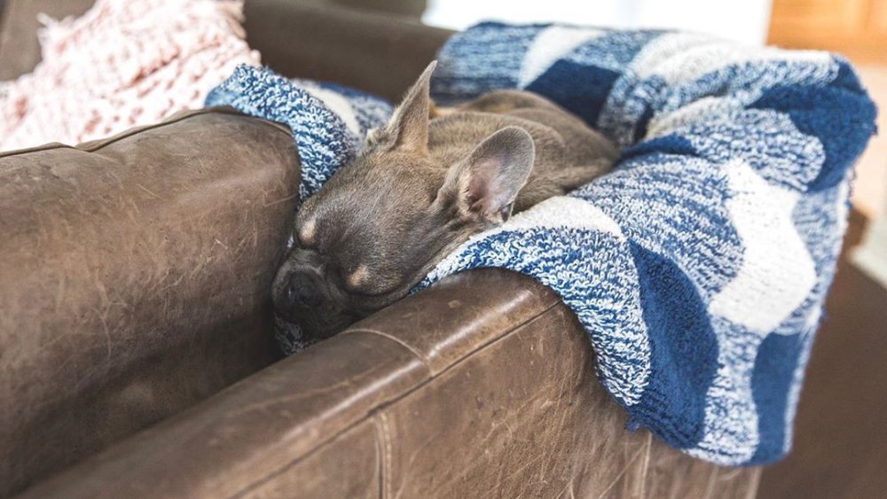 Beaux Busby snoozing on a couch