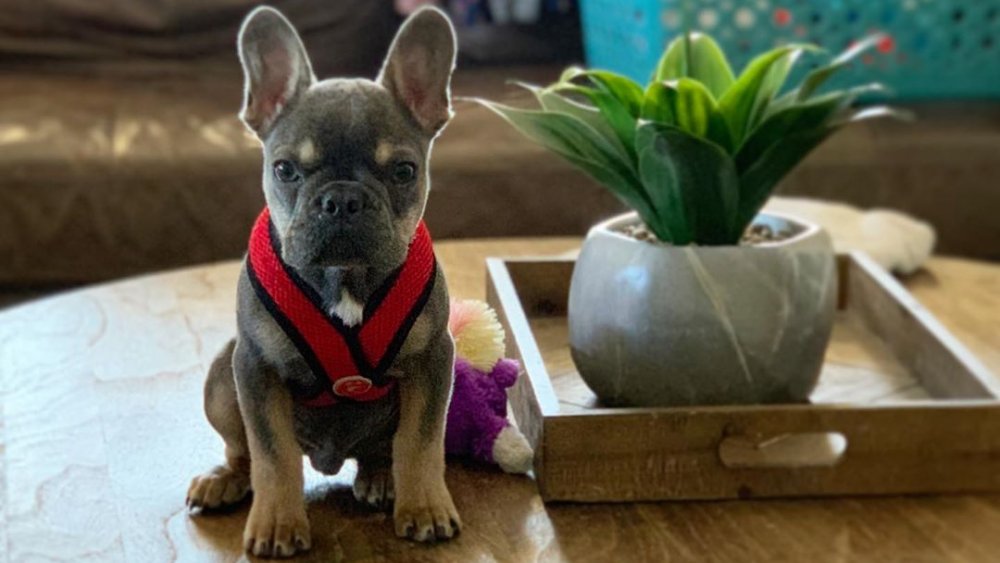 Beaux Busby sitting next to a plant