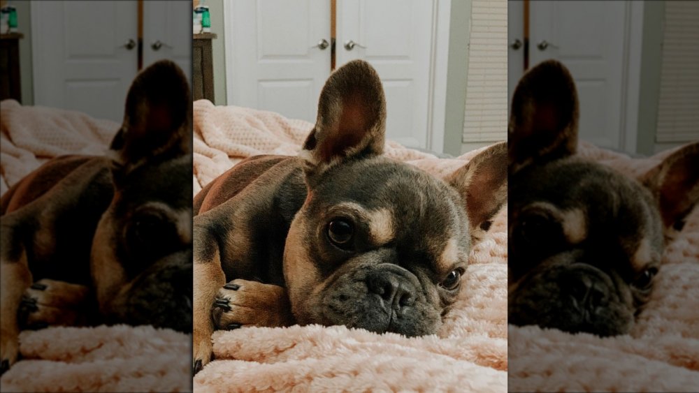 Beaux Busby laying on a bed