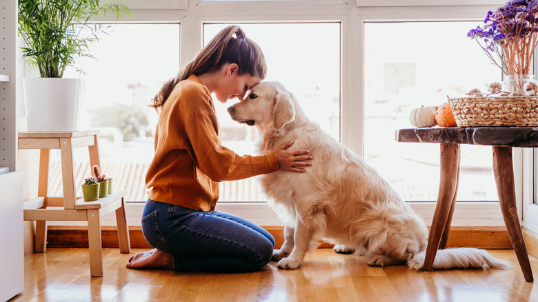 woman hugging Labrador retriever dog