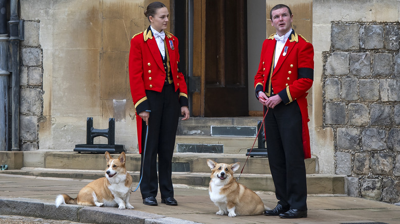 Royal handlers hold the queen's corgis at her funeral