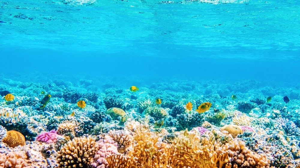 Underwater coral reef