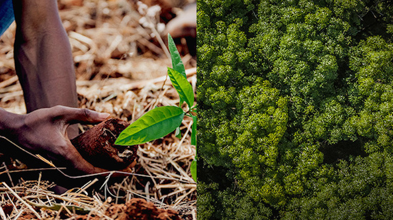 Planting trees for Ecologi 